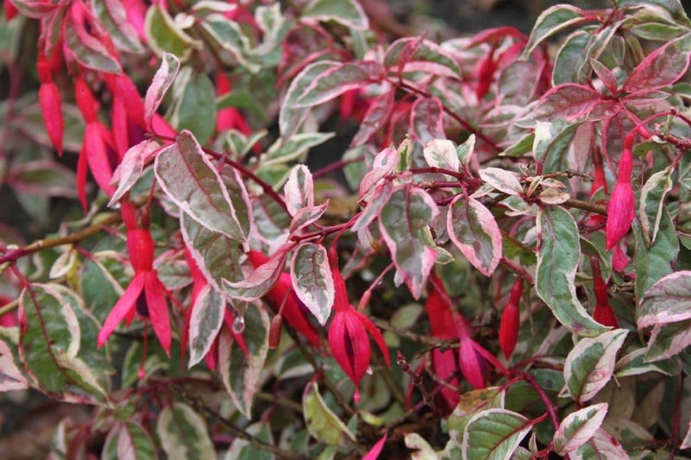 5 X FUCHSIA TOM WEST