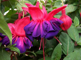 5 X FUCHSIA VOODOO PLUG PLANTS
