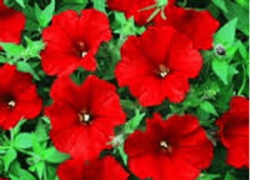 5 X TRAILING PETUNIA BLOOD RED