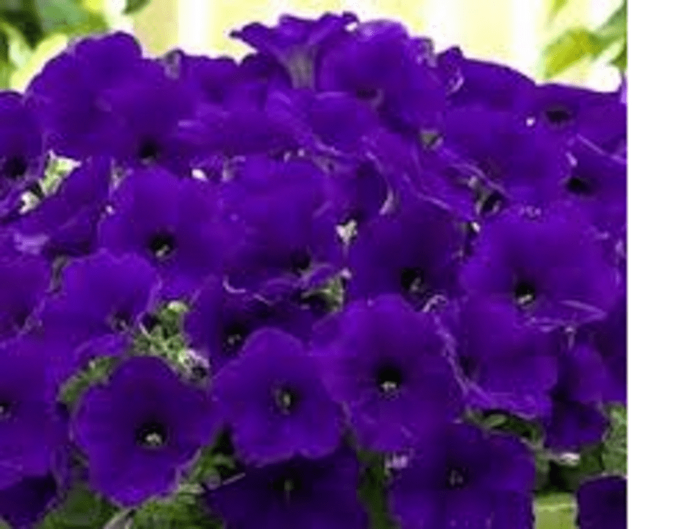5 X TRAILING PETUNIA SURFINIA BLUE