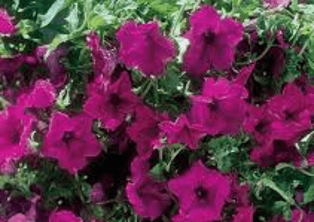 5 x TRAILING PETUNIA SURFINIA GIANT PURPLE