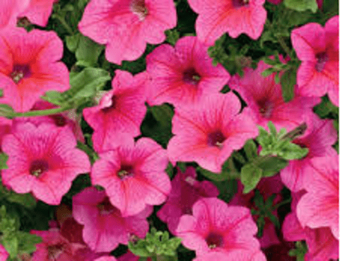 5 X TRAILING PETUNIA SURFINIA HOT PINK