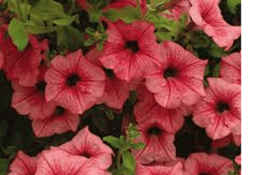 5 X TRAILING PETUNIA SURFINIA HOT SALMON