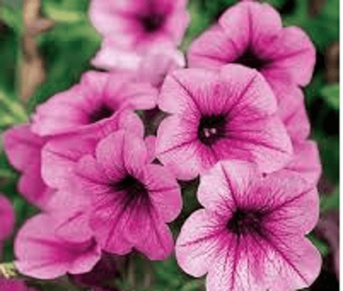 5 X TRAILING PETUNIA SURFINIA PINK VEIN