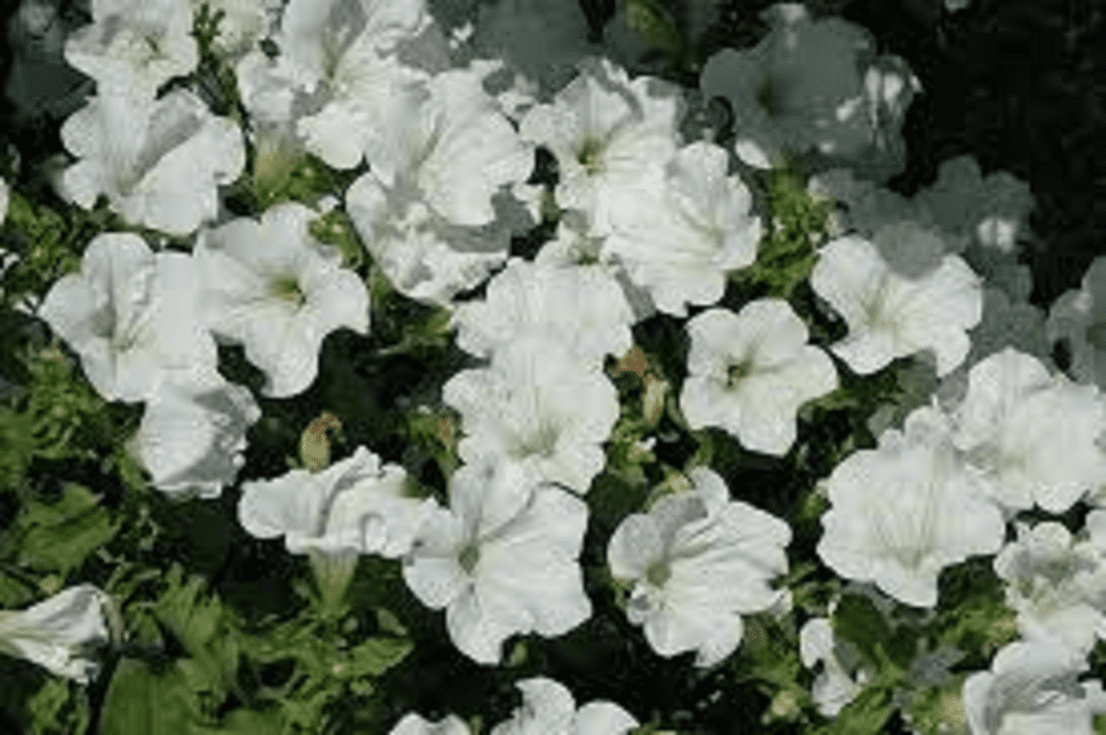 5 x TRAILING PETUNIA SURFINIA WHITE