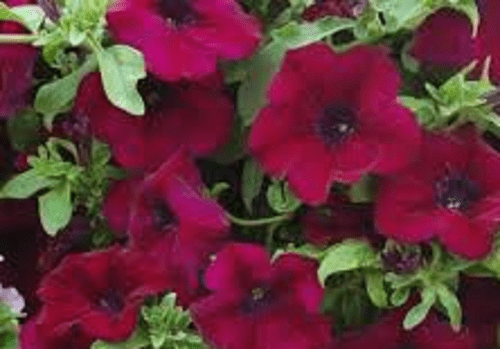 5 X TRAILING PETUNIAS SURFINIA BURGuNDY