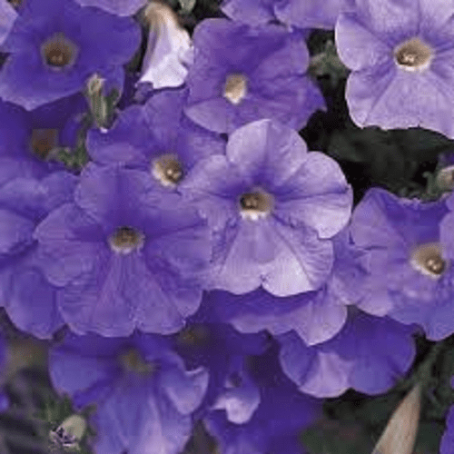 5 X TRAILING PETUNIAS SURFINIA SKY BLUE