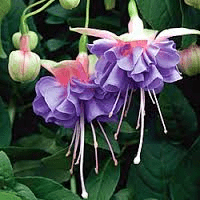 50 X FUCHSIA CECILE PLUG PLANTS