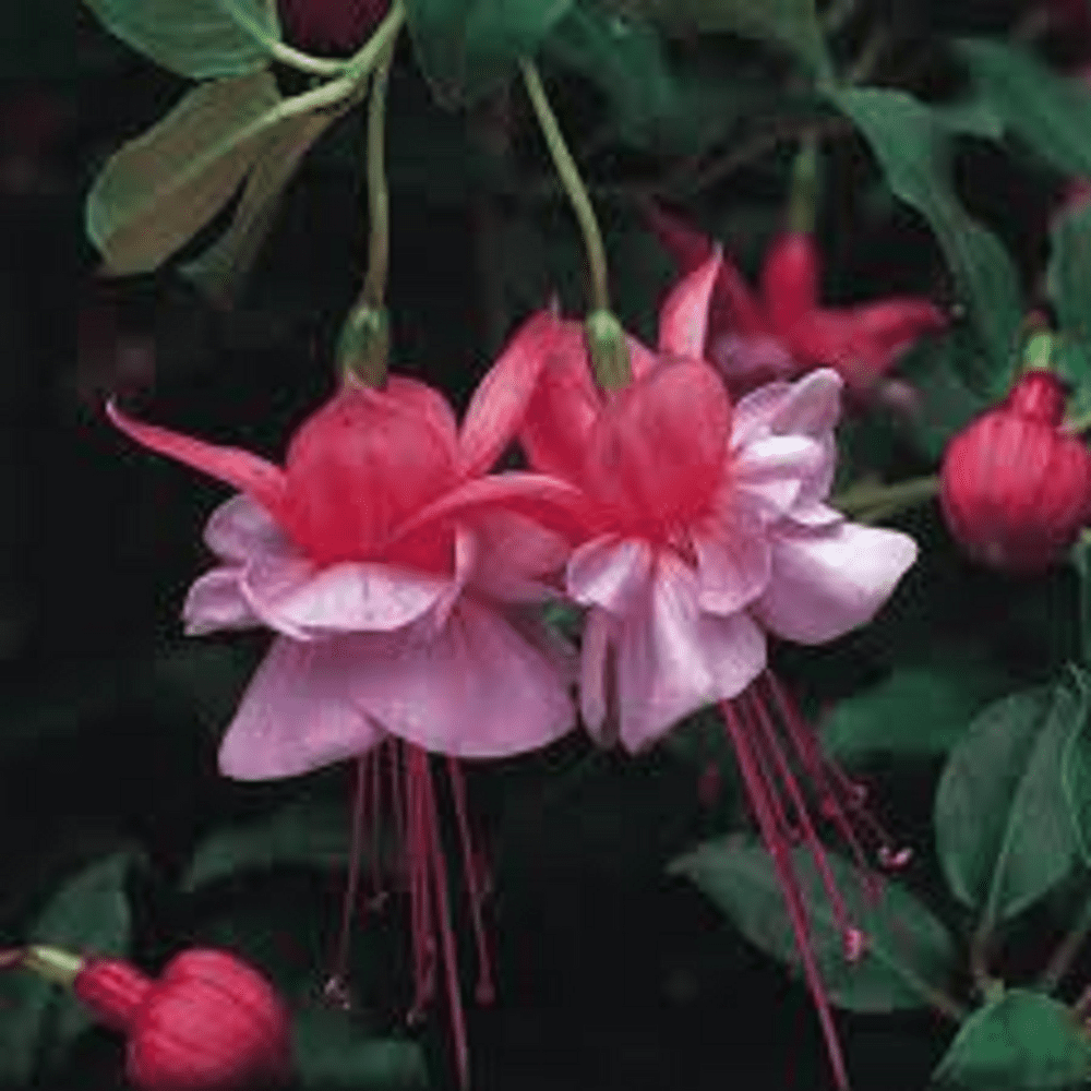 50  X   FUCHSIA    HEIDI ANNE  PLUG  PLANTS