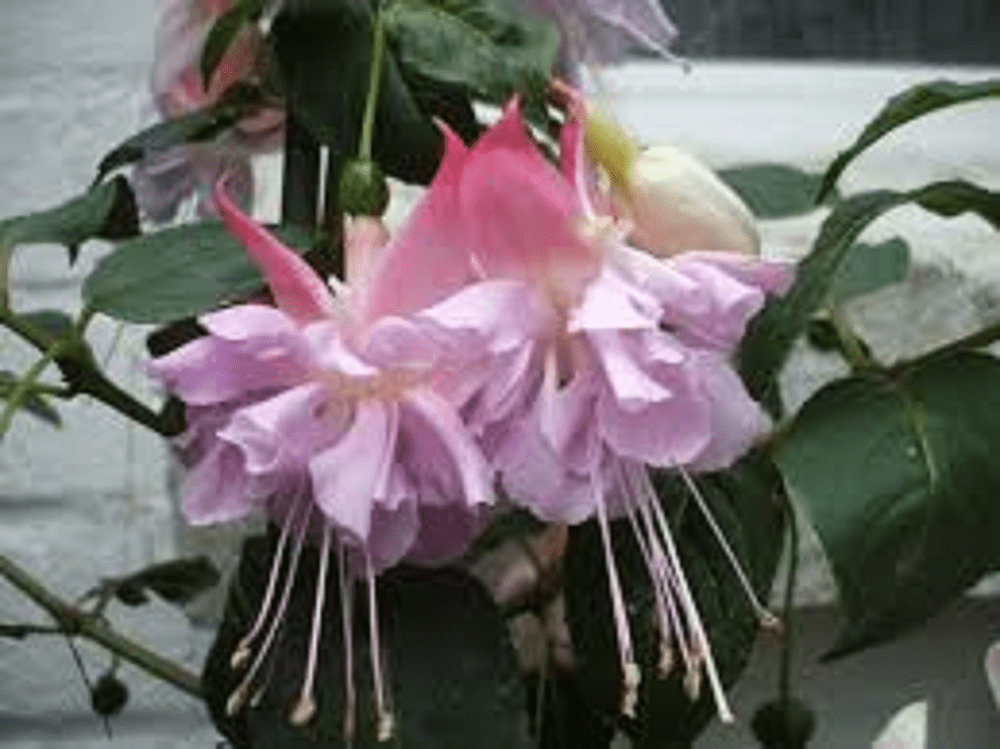 50 X   FUCHSIA   HOLLYS BEAUTY    PLUG   PLANTS