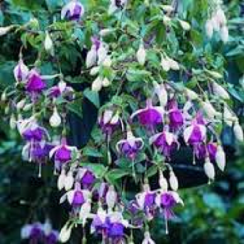 50 X  FUCHSIA   LA CAMPANELLA