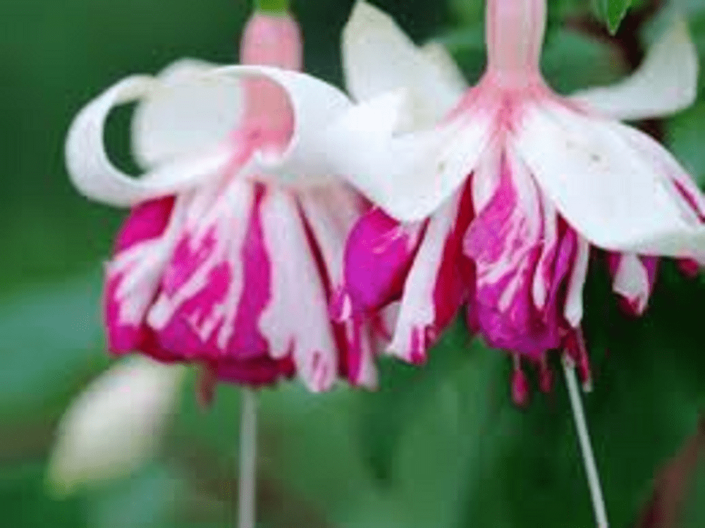 50 X FUCHSIA MARBELLER FLYINGSCOTSMAN PLUG PLANTS