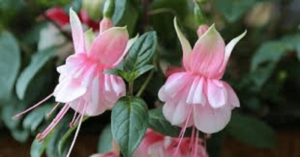 50   X   FUCHSIA     SOUTHGATE    PLUG  PLANTS