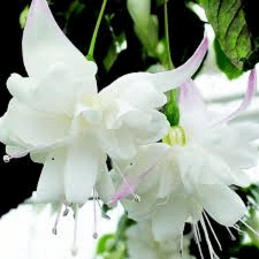 50 X FUCHSIA WHITE KING PLUG PLANTS