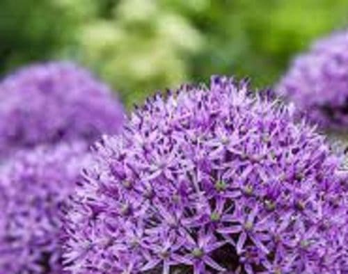 ALLIUM aflatunense 12/14cm