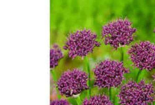 ALLIUM atropurpureum BULB SIZE 8/10cm