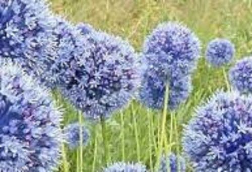 ALLIUM azureum BULB SIZE 4/5cm