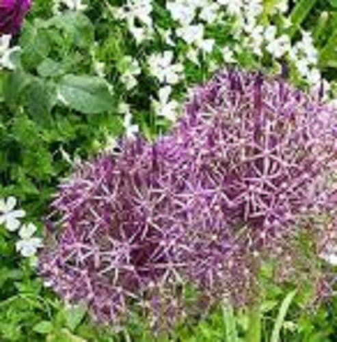 ALLIUM christophii   BULB SIZE 12/14cm