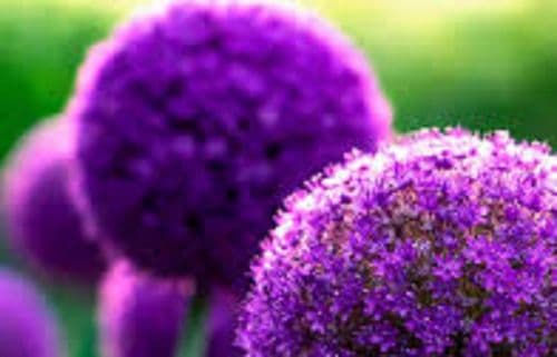 ALLIUM giganteum BULB SIZE 18/20cm