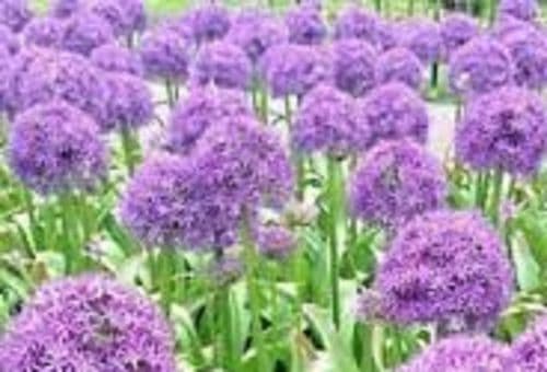 ALLIUM Gladiator  BULB SIZE 18/20cm