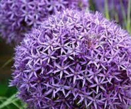 ALLIUM Globemaster  SIZE BULB 18/20cm