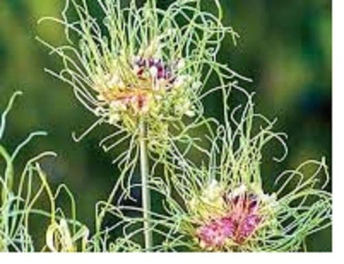 ALLIUM Hair  BULB  SIZE 5/6cm