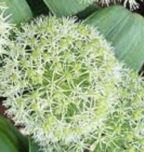 ALLIUM karataviense BULB SIZE 10/12cm