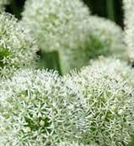 ALLIUM Mont Blanc  BULB SIZE  18/20cm