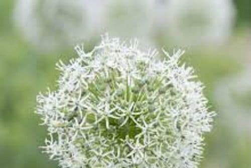 ALLIUM Mount Everest BULB SIZE 16/18cm
