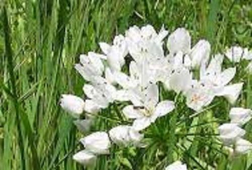 ALLIUM Neapolitanium 5/6cm
