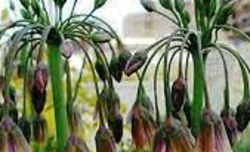 ALLIUM nectaroscordum Siculum  BULB SIZE 10/12cm