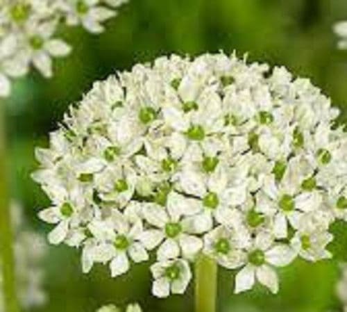 ALLIUM Nigrum (Black Garlic) BULB SIZE 10/12cm
