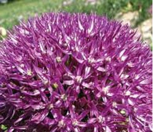 ALLIUM Pinball Wizard BULB SIZE 18/20cm