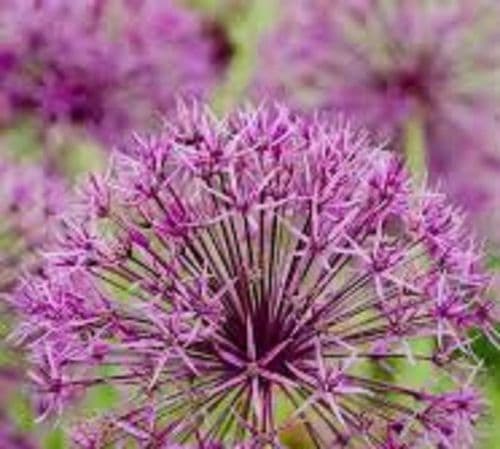 ALLIUM Purple Rain BULB SIZE 10/12cm