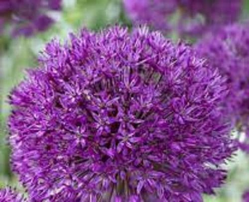 ALLIUM Purple Sensation BULB SIZE 10/12cm