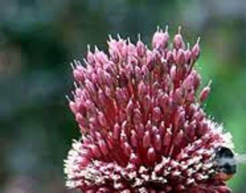 ALLIUM Red Mohican BULB SIZE 10/12cm