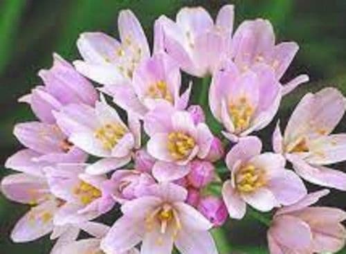 ALLIUM roseum 5cm/+