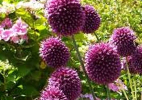 ALLIUM sphaerocephalon BULB SIZE 5/6cm