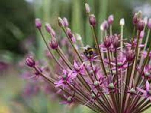 ALLIUM Spider BULB SIZE 10/12cm