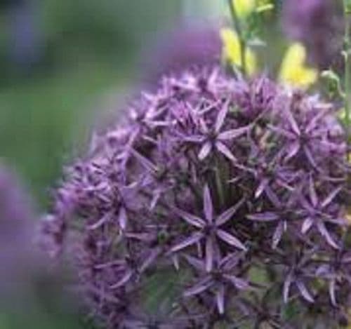 ALLIUM stipitatum Violet Beauty  BULB SIZE  10/12cm