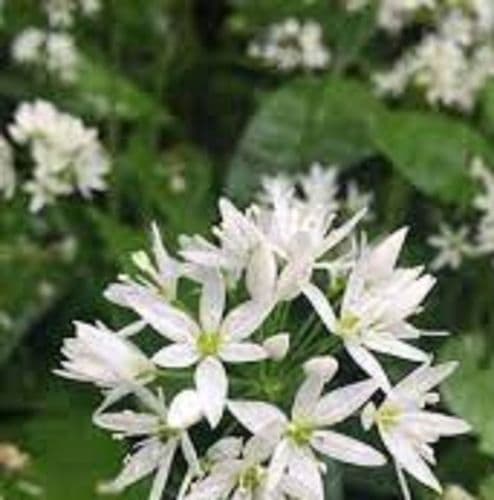 ALLIUM ursinum topsize