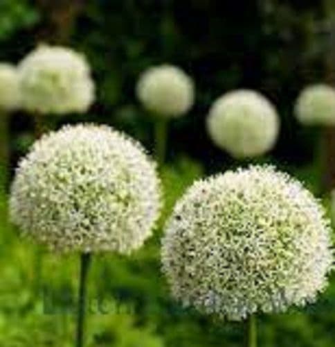 ALLIUM White Giant BULB SIZE 20/22cm