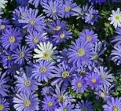 ANEMONE blanda Blue Shades bulb size 5/6cm