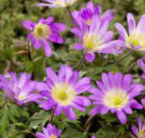 ANEMONE blanda Charmer BULB SIZE 5/6cm