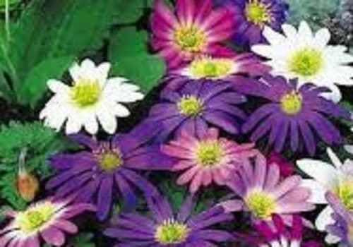 ANEMONE blanda mixed  BULB SIZE  5/6cm