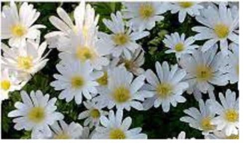 ANEMONE blanda White Splendour BULB SIZE 5/7cm
