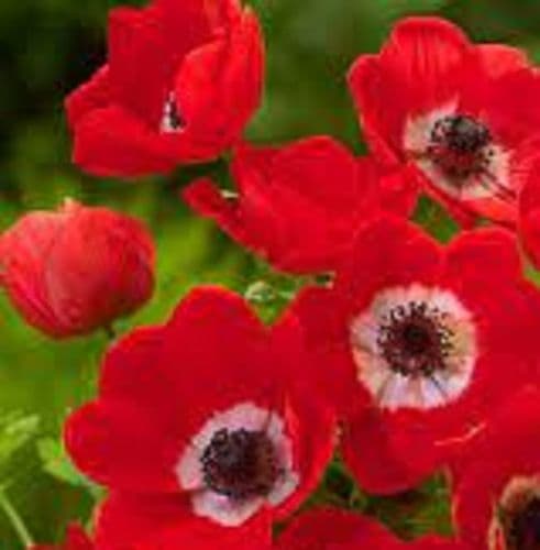 ANEMONE coronaria Hollandia BULB SIZE 6/7cm