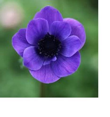 ANEMONE coronaria Mr Fokker  BULB SIZE 6/7cm