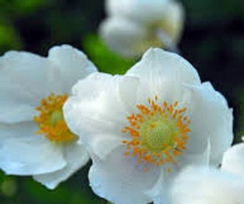 ANEMONE coronaria The Bride BULB SIZE 6/7cm