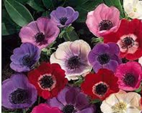ANEMONE de Caen mixed BULB SIZE 5/6cm